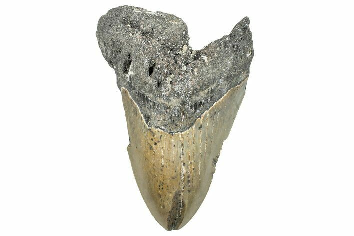 Bargain, Fossil Megalodon Tooth - Serrated Blade #297284